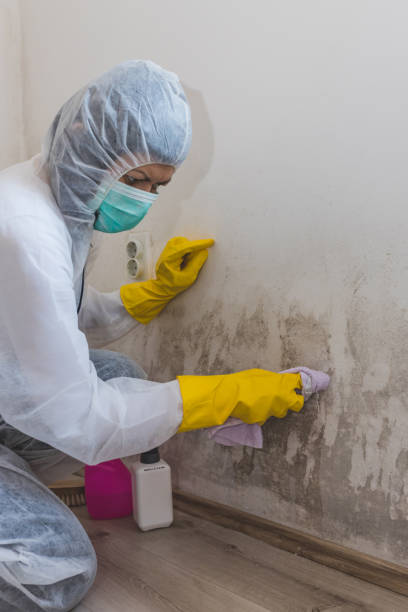 Best Emergency Mold Remediation  in Sugar Land, TX