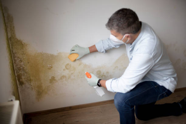 Best Mold Remediation for Healthcare Facilities  in Sugar Land, TX